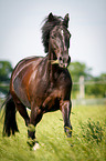 trotting German Riding Pony