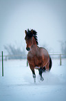 trotting German Riding Pony