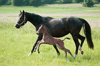 German Riding Ponys