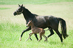 German Riding Ponys