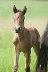 German Riding Pony Foal