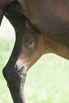 German Riding Pony Foal