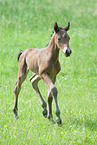 German Riding Pony Foal