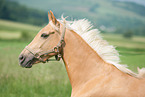 German Riding Pony Portrait