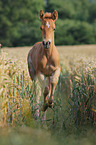 German Riding Pony foal