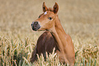 German Riding Pony