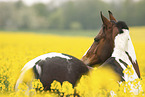 German Riding Pony portrait