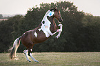 rising German Riding Pony