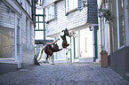 rising German Riding Pony