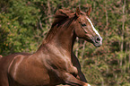 galloping German Riding Pony