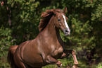 galloping German Riding Pony