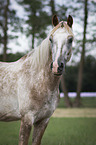 German Riding Pony