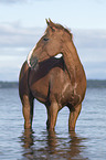 standing German Riding Pony