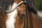 German Riding Pony eye