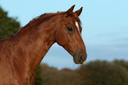 German Riding Pony Portrait