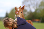 woman and German Riding Pony foal