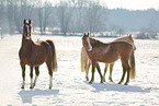 german riding ponies in the winter