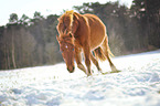 German riding pony in the snow