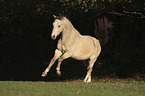 galloping German Riding Pony