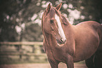 German Riding Pony Portrait