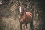 German Riding Pony Portrait