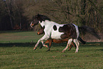 2 galloping horses