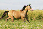 German Riding Pony in summer