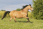 German Riding Pony in summer