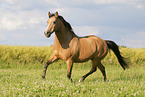 German Riding Pony in summer