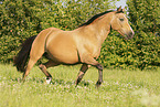 German Riding Pony in summer