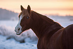 German Riding Pony mare