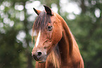 German Riding Pony