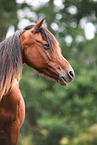 German Riding Pony