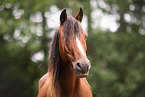 German Riding Pony