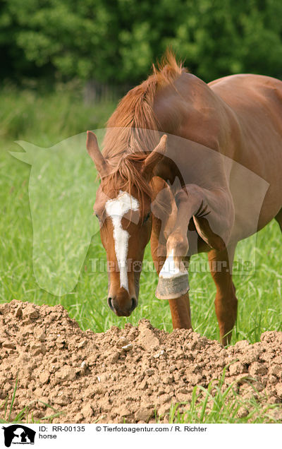 Edles Warmblut Zuchtgebiet Sachsen / horse / RR-00135