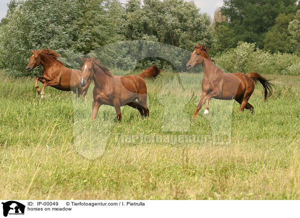 horses on meadow / IP-00049