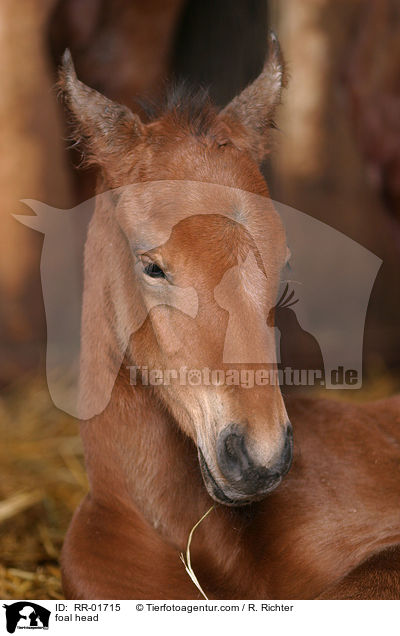 Fohlen Portrait / foal head / RR-01715