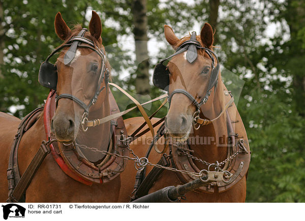 Pferdegespann / horse and cart / RR-01731