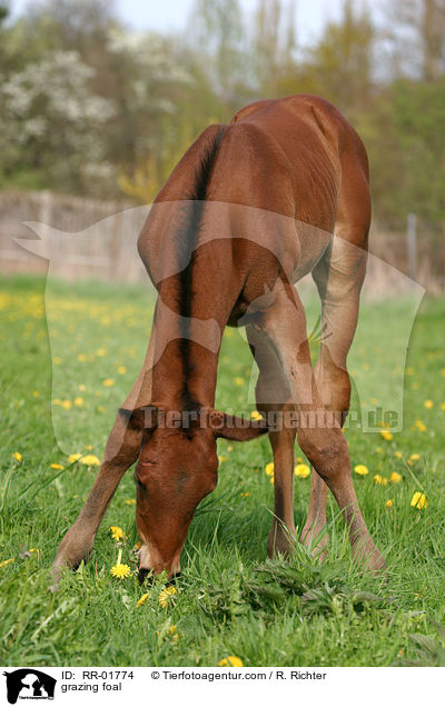 grazing foal / RR-01774