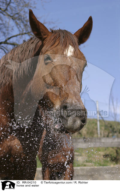 Pferd spielt mit Wasser / horse and water / RR-04210