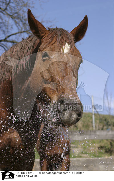 horse and water / RR-04210