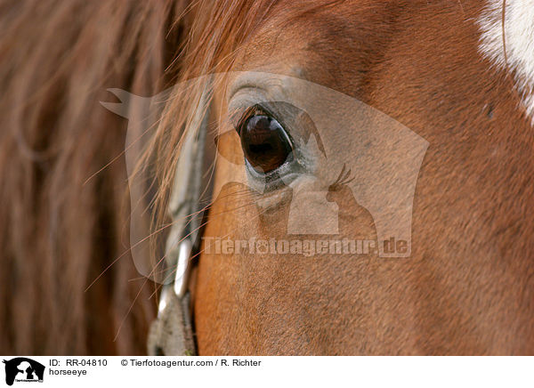 Pferdeauge / horseeye / RR-04810
