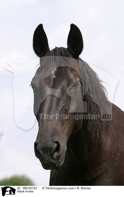 Schweres Warmblut / black horse / RR-05181