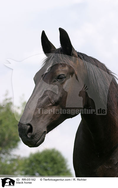 Schweres Warmblut / black horse / RR-05182