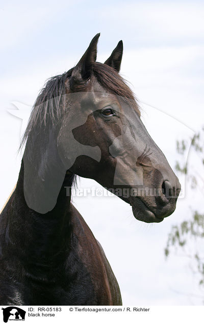 Schweres Warmblut / black horse / RR-05183