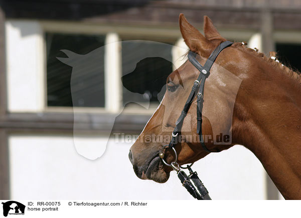 Fuchsstute im Portrait / horse portrait / RR-00075