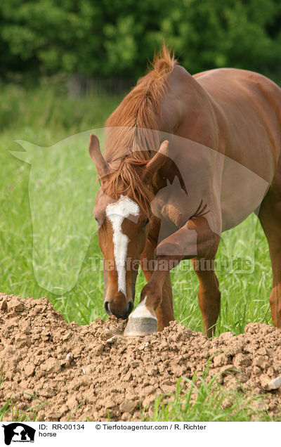 Edles Warmblut Zuchtgebiet Sachsen / horse / RR-00134