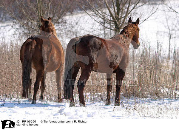 stehende Pferde / standing horses / RR-06296