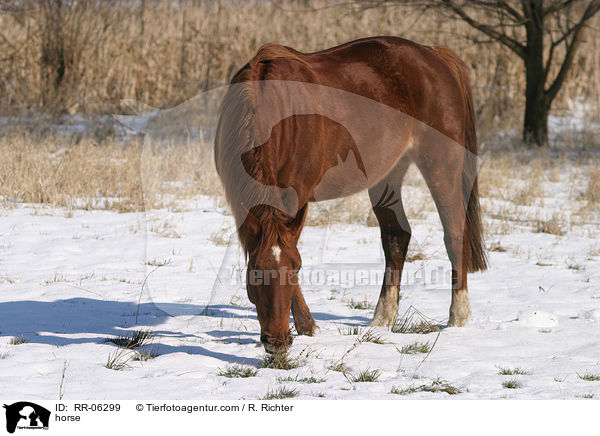 Pferd / horse / RR-06299