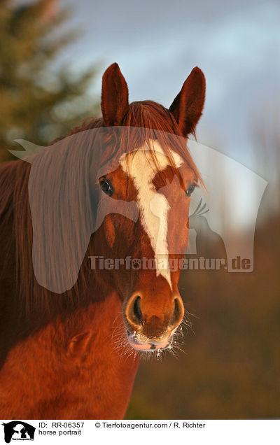 Pferd im Portrait / horse portrait / RR-06357